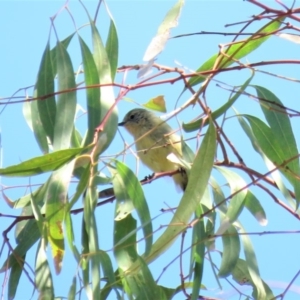 Acanthiza nana at Tumut, NSW - 11 Mar 2019