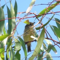 Acanthiza nana at Tumut, NSW - 11 Mar 2019 10:47 AM