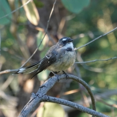Rhipidura albiscapa (Grey Fantail) at Red Hill Nature Reserve - 11 Mar 2019 by JackyF