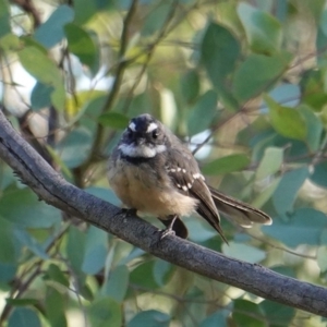 Rhipidura albiscapa at Deakin, ACT - 11 Mar 2019