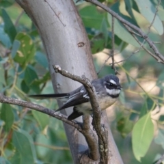 Rhipidura albiscapa at Deakin, ACT - 11 Mar 2019