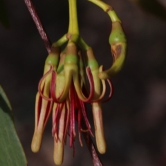 Amyema miquelii (Box Mistletoe) at Majura, ACT - 12 Mar 2019 by jb2602