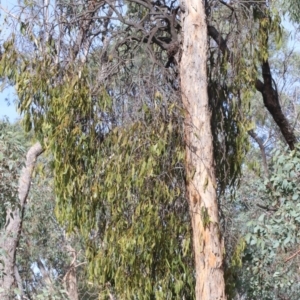 Amyema miquelii at Majura, ACT - 12 Mar 2019 03:47 PM