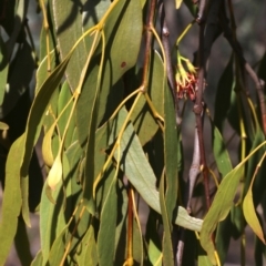 Amyema miquelii at Majura, ACT - 12 Mar 2019 03:47 PM