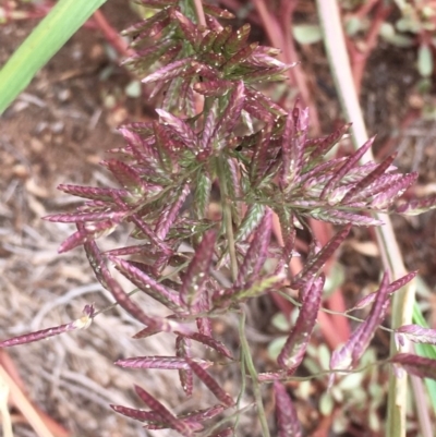 Eragrostis cilianensis (Stinkgrass) at Griffith Woodland - 8 Mar 2019 by AlexKirk