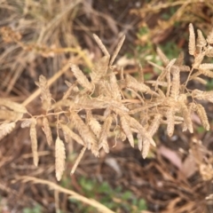 Eragrostis cilianensis at Griffith, ACT - 8 Mar 2019 04:06 PM