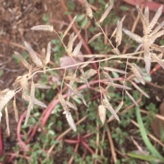 Eragrostis cilianensis at Griffith, ACT - 8 Mar 2019