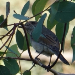 Pachycephala pectoralis (Golden Whistler) at Red Hill Nature Reserve - 11 Mar 2019 by JackyF