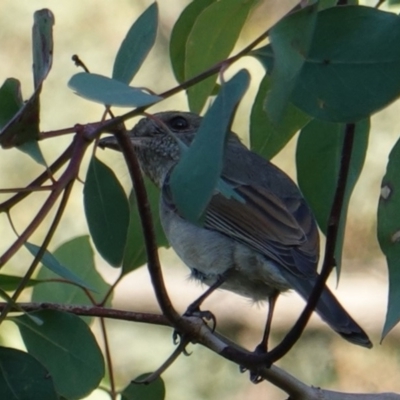 Pachycephala pectoralis (Golden Whistler) at Red Hill Nature Reserve - 11 Mar 2019 by JackyF