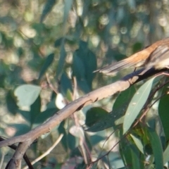 Rhipidura rufifrons (Rufous Fantail) at Deakin, ACT - 11 Mar 2019 by JackyF