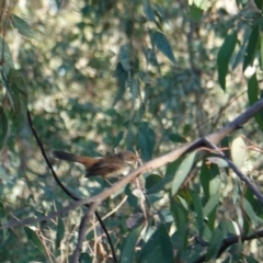 Rhipidura rufifrons at Deakin, ACT - 11 Mar 2019 06:12 PM