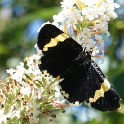 Eutrichopidia latinus (Yellow-banded Day-moth) at Hughes, ACT - 11 Mar 2019 by JackyF