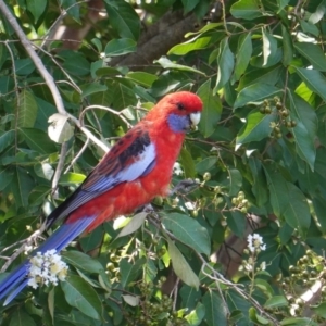 Platycercus elegans at Hughes, ACT - 10 Mar 2019 11:57 AM