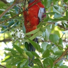 Platycercus elegans at Hughes, ACT - 10 Mar 2019 11:57 AM