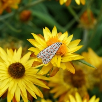 Utetheisa pulchelloides (Heliotrope Moth) at ANBG - 12 Mar 2019 by dimageau