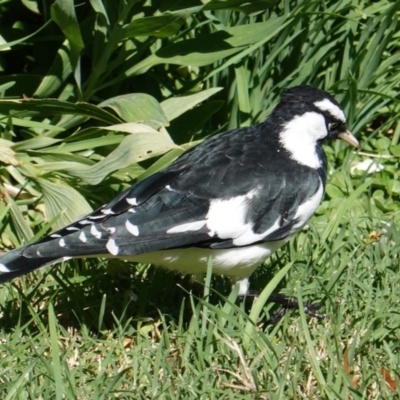 Grallina cyanoleuca (Magpie-lark) at Hughes, ACT - 11 Mar 2019 by JackyF