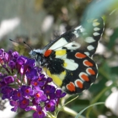Delias aganippe (Spotted Jezebel) at Hughes, ACT - 10 Mar 2019 by JackyF