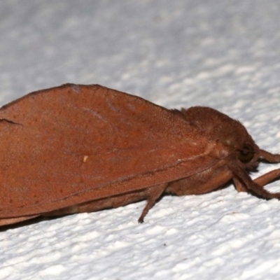 Elhamma australasiae (A Swift or Ghost moth (Hepialidae)) at Ainslie, ACT - 12 Mar 2019 by jb2602