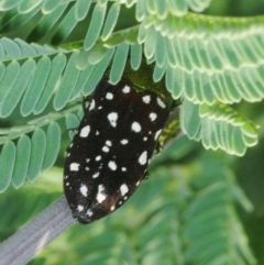 Diphucrania leucosticta (White-flecked acacia jewel beetle) at University of Canberra - 3 Mar 2019 by Harrisi