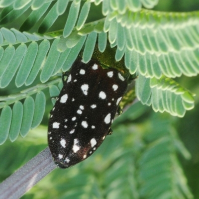 Diphucrania leucosticta (White-flecked acacia jewel beetle) at University of Canberra - 3 Mar 2019 by Harrisi
