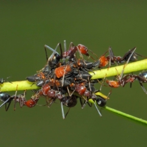 Chalcidoidea (superfamily) at Acton, ACT - 12 Mar 2019