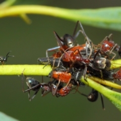 Chalcidoidea (superfamily) at Acton, ACT - 12 Mar 2019