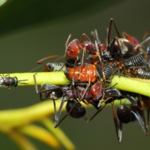 Chalcidoidea (superfamily) at Acton, ACT - 12 Mar 2019