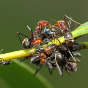 Chalcidoidea (superfamily) at Acton, ACT - 12 Mar 2019