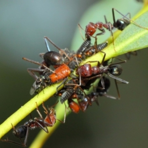 Chalcidoidea (superfamily) at Acton, ACT - 12 Mar 2019