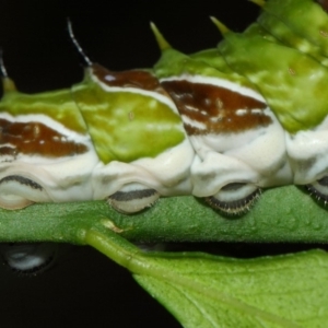 Papilio aegeus at Acton, ACT - 9 Mar 2019 12:30 PM