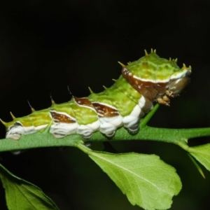 Papilio aegeus at Acton, ACT - 9 Mar 2019