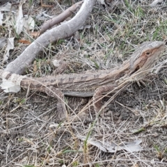 Pogona barbata (Eastern Bearded Dragon) at Goorooyarroo NR (ACT) - 12 Mar 2019 by nath_kay