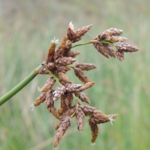 Schoenoplectus tabernaemontani at Banks, ACT - 16 Feb 2019