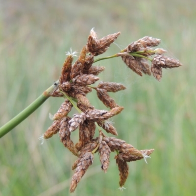 Schoenoplectus validus (River Club-rush) at Rob Roy Range - 16 Feb 2019 by michaelb