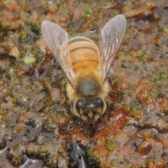 Apis mellifera (European honey bee) at Banks, ACT - 16 Feb 2019 by michaelb