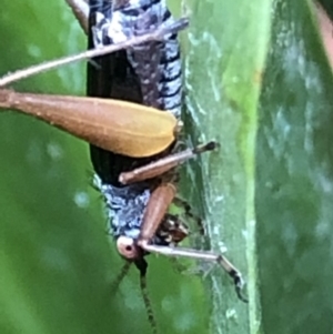 Trigonidium sp. (genus) at Monash, ACT - 13 Mar 2019