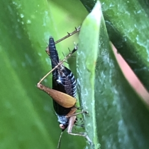 Trigonidium sp. (genus) at Monash, ACT - 13 Mar 2019