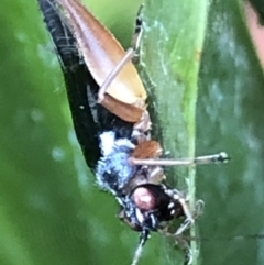 Trigonidium sp. (genus) at Monash, ACT - 13 Mar 2019 11:37 AM