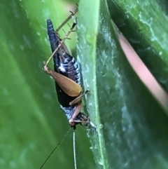 Trigonidium sp. (genus) at Monash, ACT - 13 Mar 2019 11:37 AM