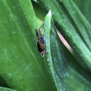 Trigonidium sp. (genus) at Monash, ACT - 13 Mar 2019 11:37 AM