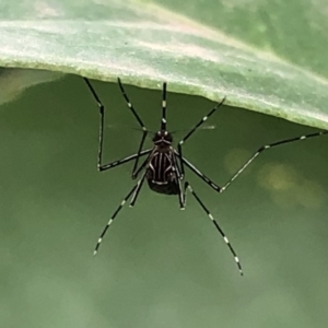 Aedes (Rampamyia) notoscriptus at Monash, ACT - 13 Mar 2019