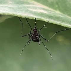 Aedes (Rampamyia) notoscriptus (Striped Mosquito) at Monash, ACT - 13 Mar 2019 by jackQ