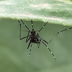 Aedes (Rampamyia) notoscriptus at Monash, ACT - 13 Mar 2019 11:26 AM