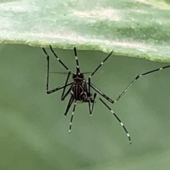Aedes (Rampamyia) notoscriptus at Monash, ACT - 13 Mar 2019
