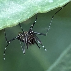 Aedes (Rampamyia) notoscriptus at Monash, ACT - 13 Mar 2019