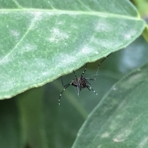 Aedes (Rampamyia) notoscriptus at Monash, ACT - 13 Mar 2019 11:26 AM