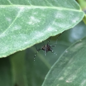 Aedes (Rampamyia) notoscriptus at Monash, ACT - 13 Mar 2019