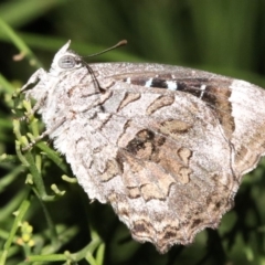 Ogyris olane (Broad-margined Azure) at Ainslie, ACT - 8 Feb 2019 by jb2602