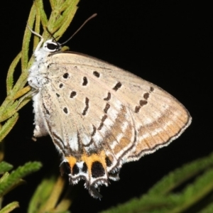 Jalmenus ictinus at Ainslie, ACT - 6 Feb 2019 09:45 PM