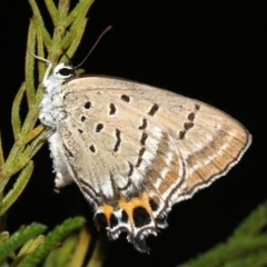 Jalmenus ictinus at Ainslie, ACT - 6 Feb 2019 09:45 PM